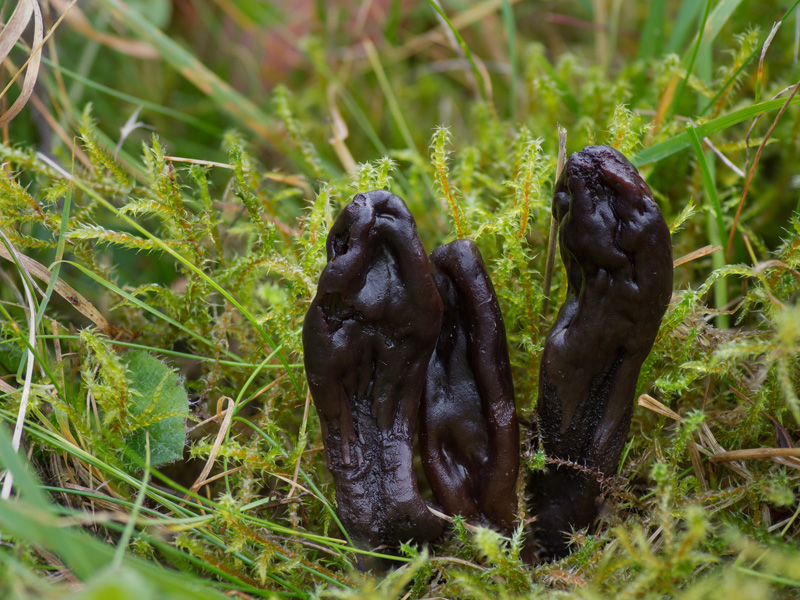 Thuemenidium atropurpureum